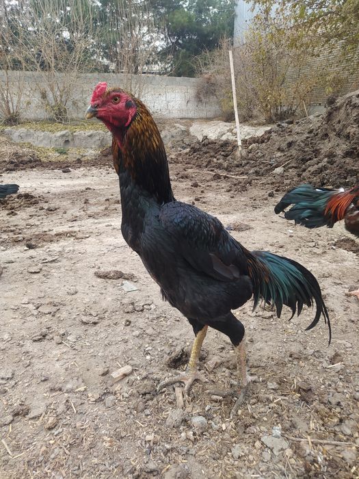 Dakang horoz sotladi