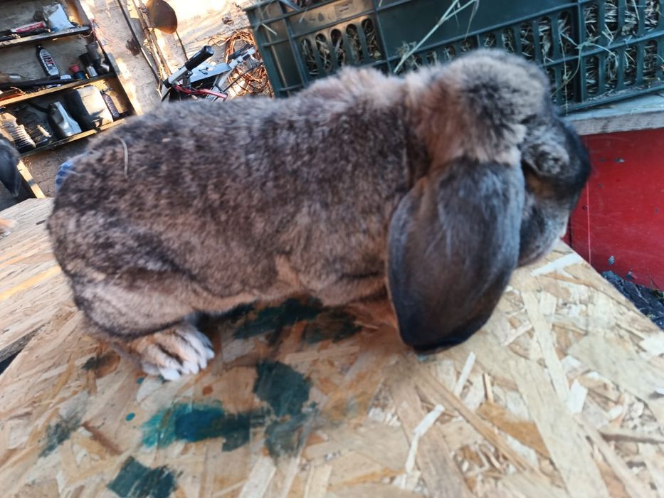 Iepuri berbec german