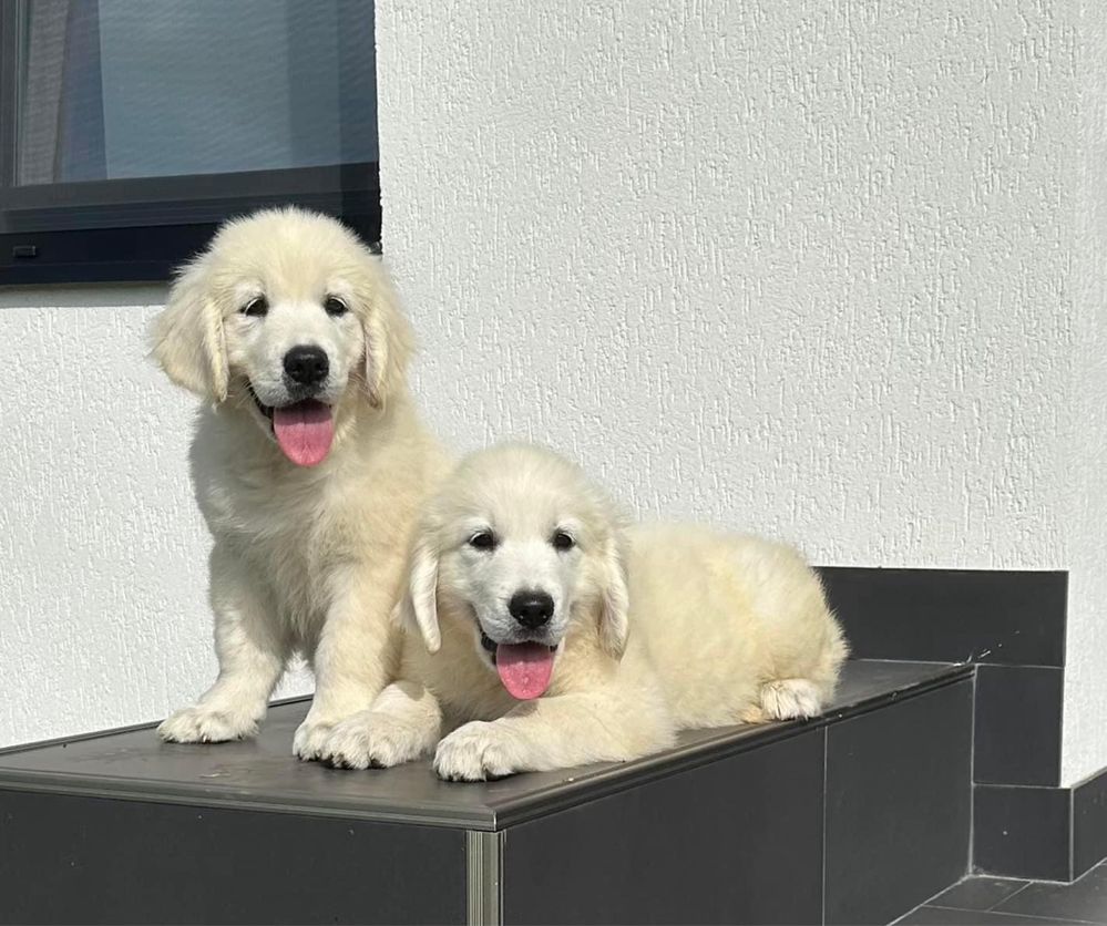 Pui Golden retriever cu super pedigree