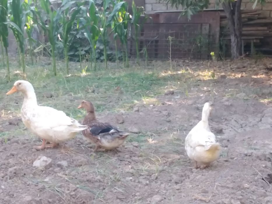 Жужа ва урдаклар сотилади