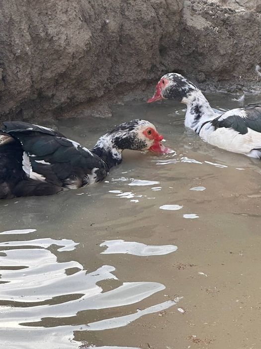 #самаркандда сотилади