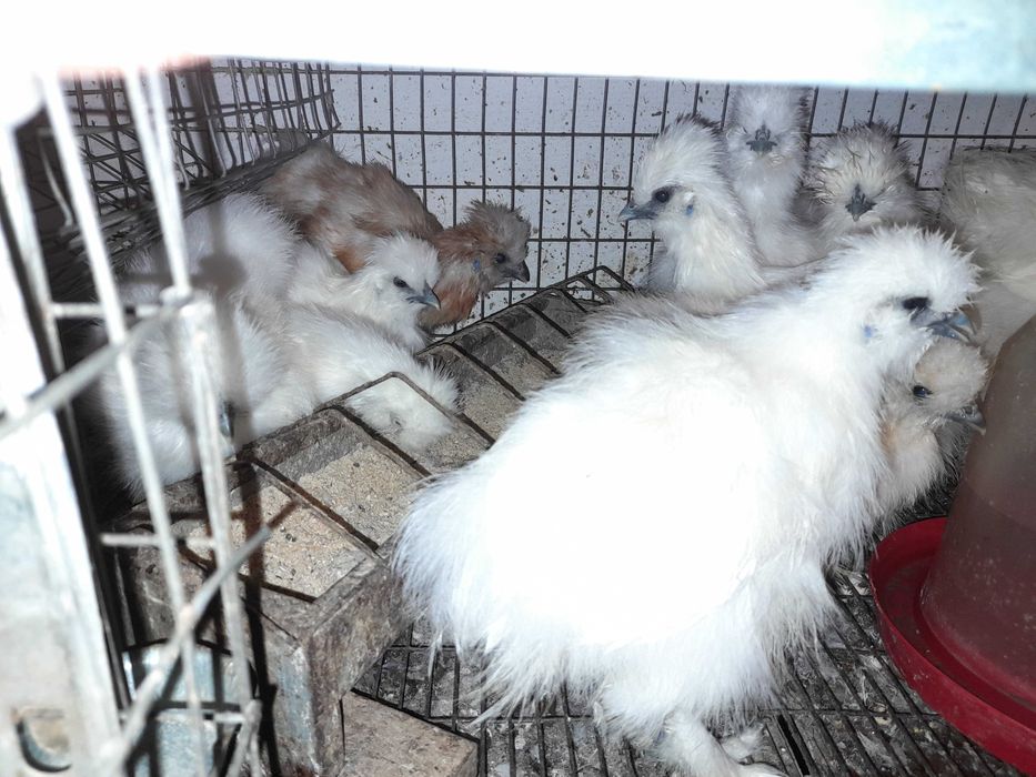 Vand pui de paduane , matase japoneza si marans