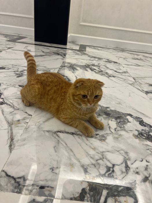 1 oy kafolat beraman soğli ga osangiz hato qilmaysis olin juda zor mus