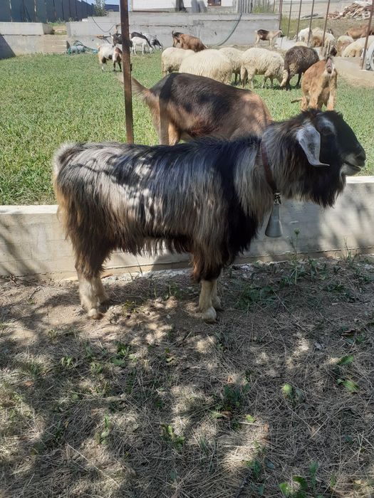 Vand, schimb tap anglonubian metis