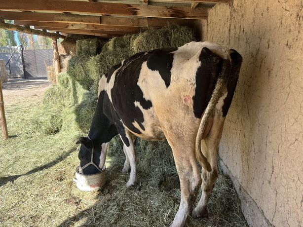 Корова, молочные корова галштин