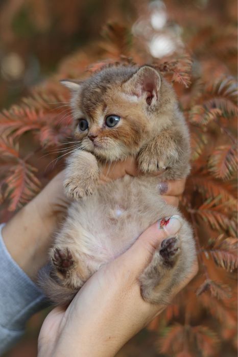 Продаются британские котята