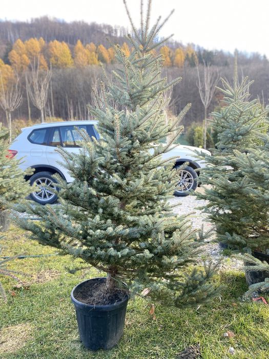 Brad verde argintiu, pentru sarbatorile de craciun