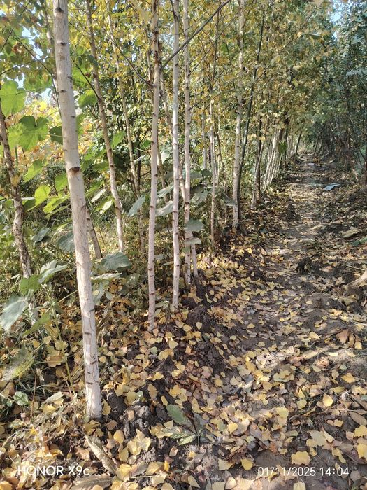 Берёза дарахтлари сотилади.