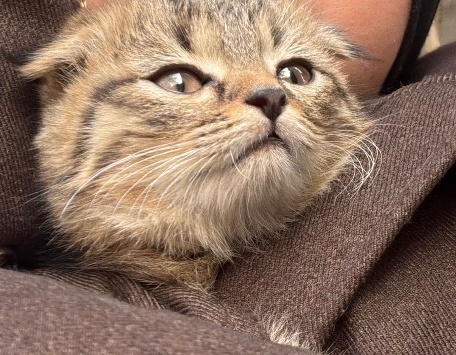 Очаровательный котёнок ищет новый дом!