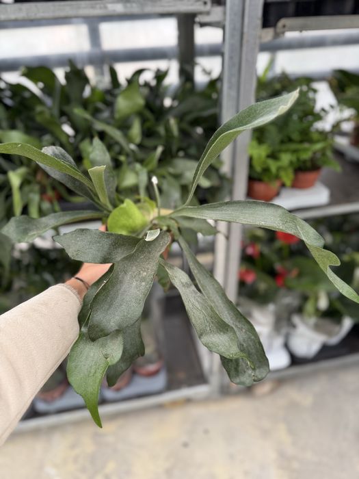 Платицерум/ Еленови рога