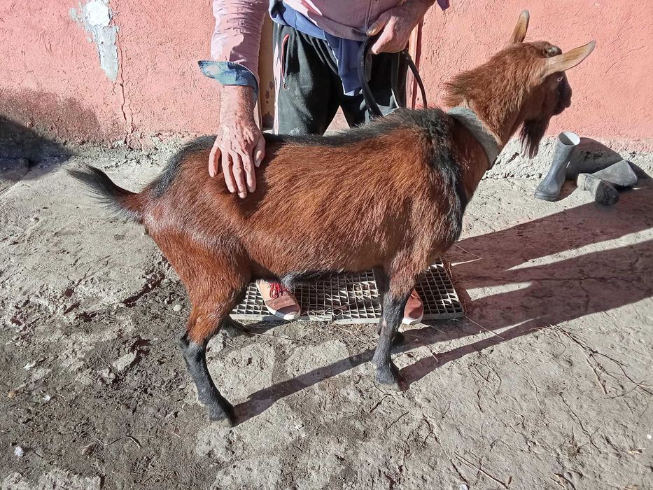 vând sau schimb tap