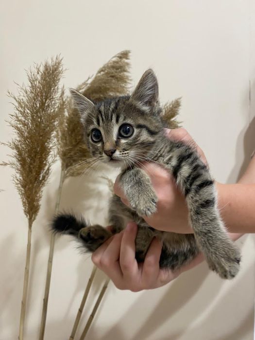 Отдам кота в добрые руки бесплатно