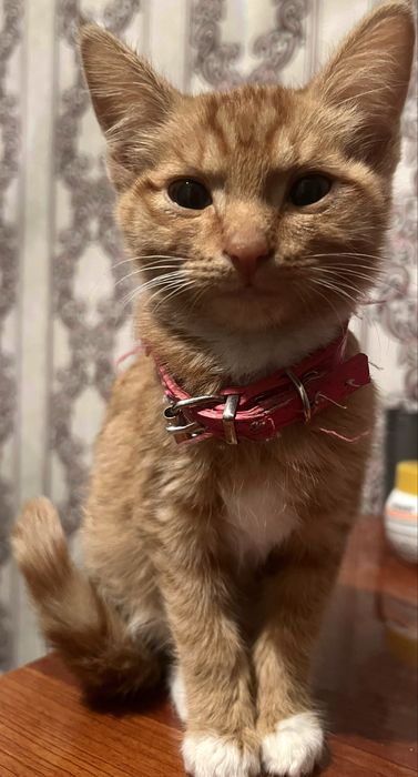 Отдам котенка в добрые руки