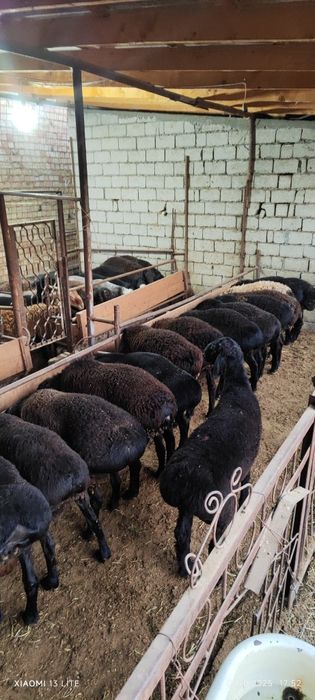 Qoy qoʻchqor bor sotiladi