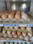 Oua australorp, araucana prepeliță pentru incubat