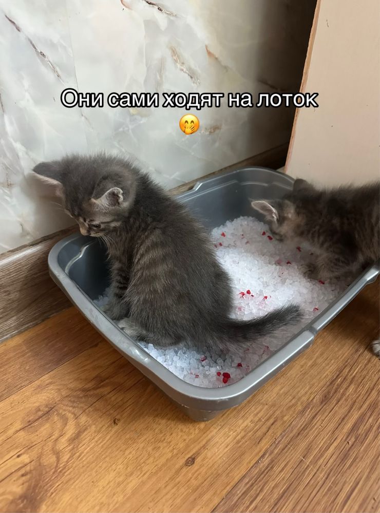 Котята 2 месяца продам