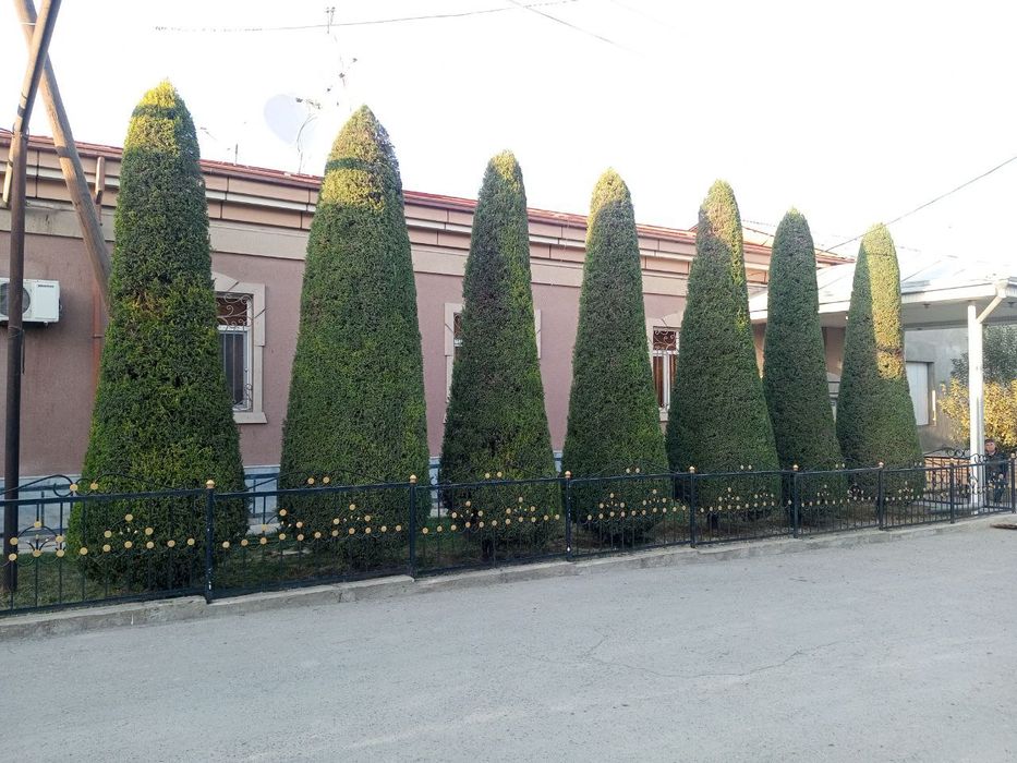 Archa kesish va dorilash xizmati