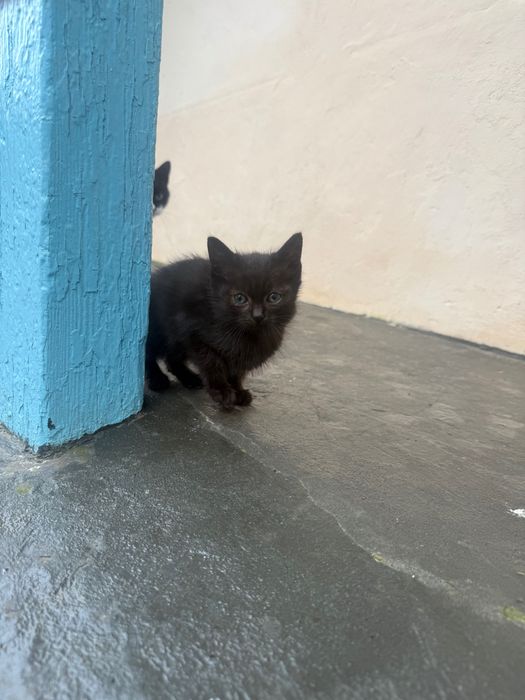 Ofer spre adopție pui pisica