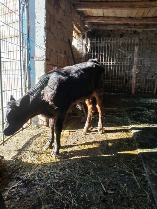 Vând tauras varsta aproape 2 luni