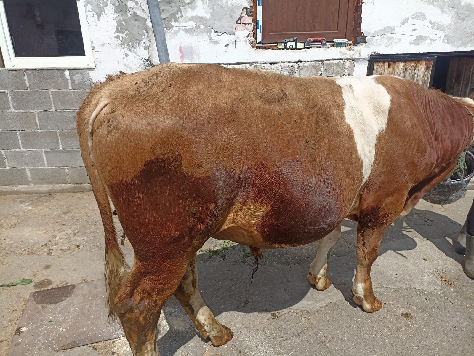 Tăurași de carne