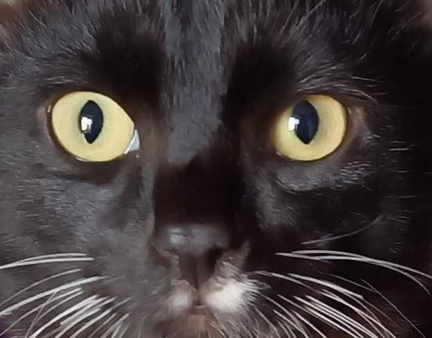 ФОКС - котик 6 месяцев
