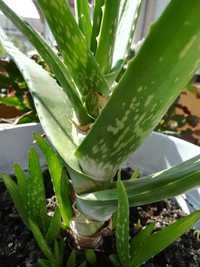 Aloe verá barbandensis