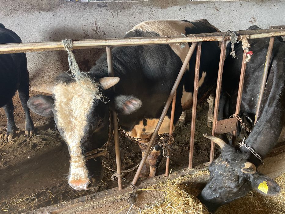 Всякакви селско стопански животни