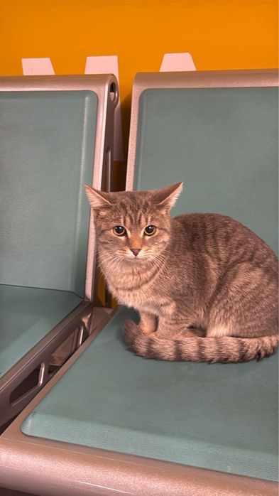 Котик ищет себе дом, мальчик