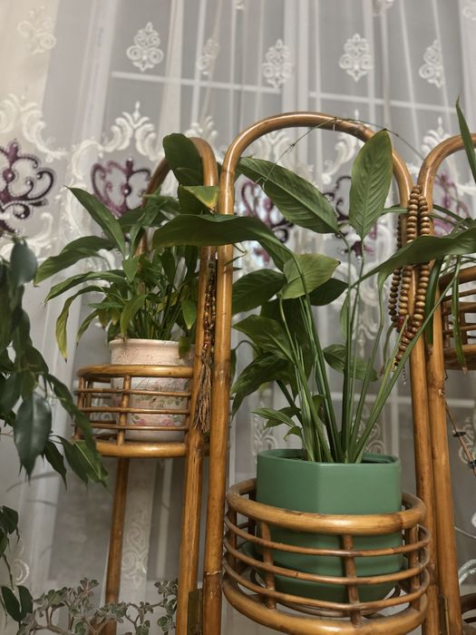 Комнатные растения цветы