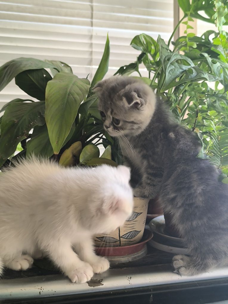 Продаются котята вислоухие скотишфолд