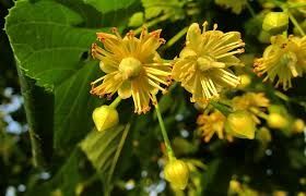 Tei de floare si parfum