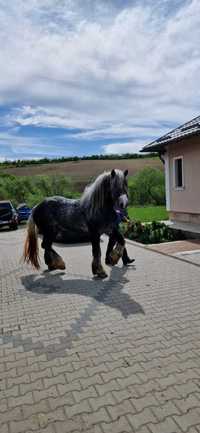 Armasar Percheron