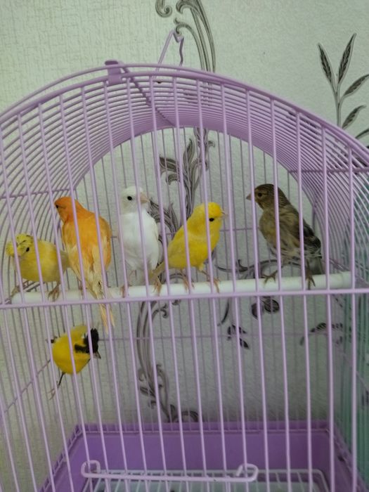 Канарейки в продаже.