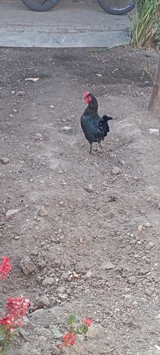 Yapon xoroz tovuq para