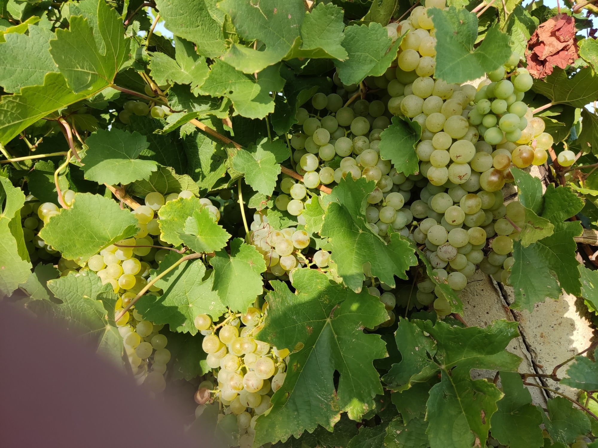 Struguri de vin ...