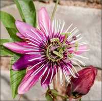 floarea pasiunii (passiflora) victoria - planta - flori rosii