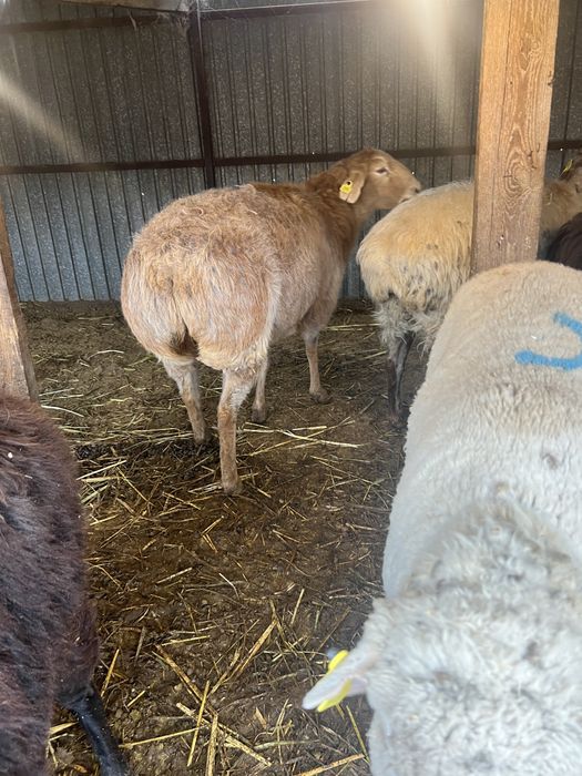 Бараны срочно продам звоните