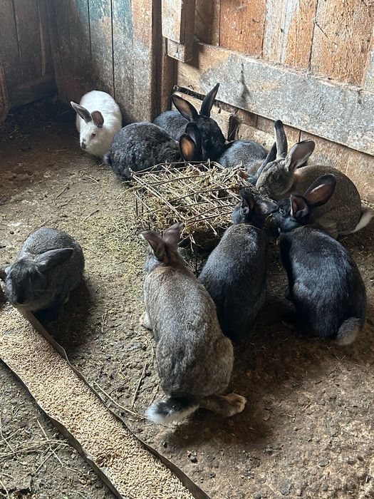 Свободни женски зайци за разполод