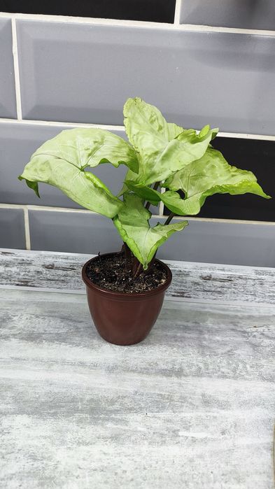 Сингониум баттерфляй