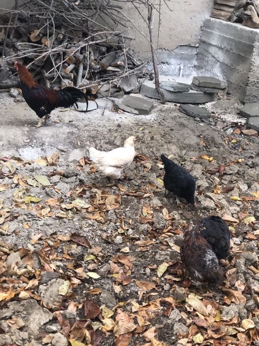 Арзонга соғлом товуқ ва хўроз сотилади.Самаркандда