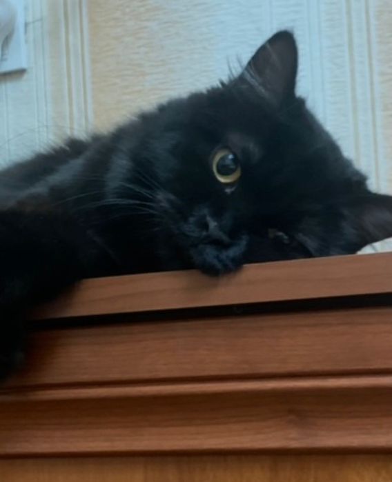 Кошка в добрые руки