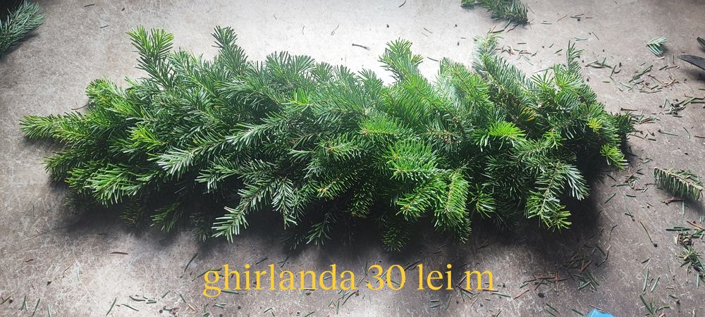 Coronite ,Coroane, ghirlande ,  Brad Natural