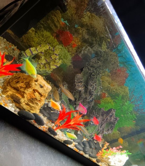 Acvariu cu pești