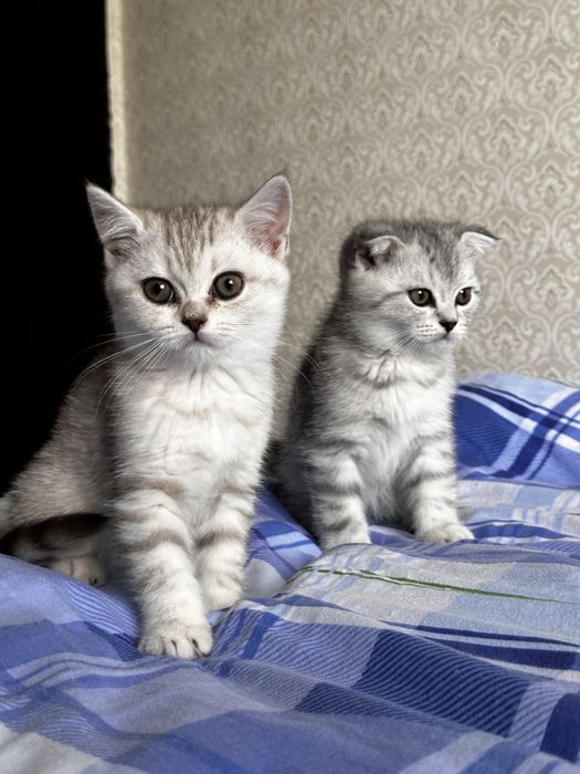 Ищете пушистого друга? Шотландские котята!