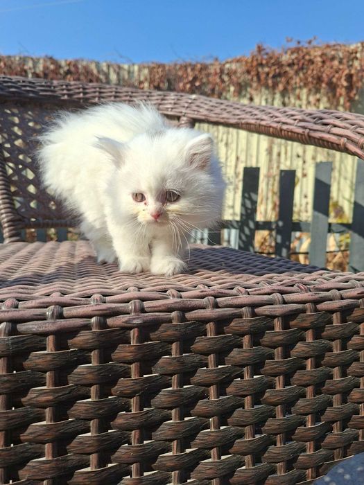 Котята есть мальчики и девочки