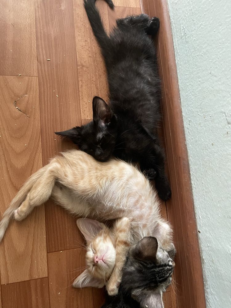 Раздаю котят и кошку