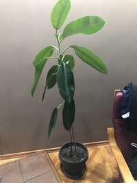 Vand/schimb Ficus natural 1.8 metri