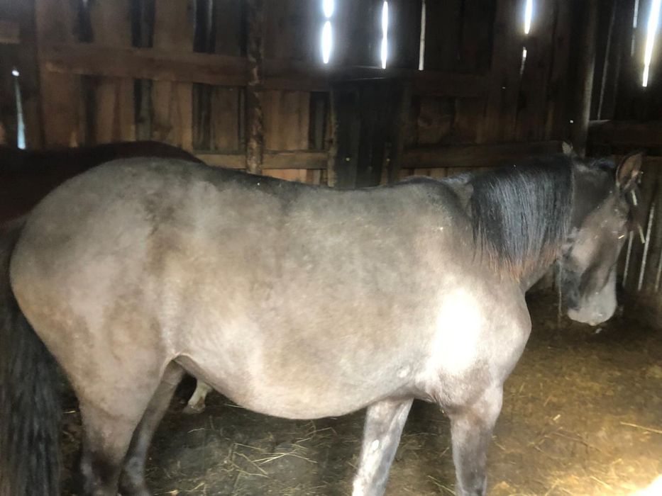 Кобылки с откорма