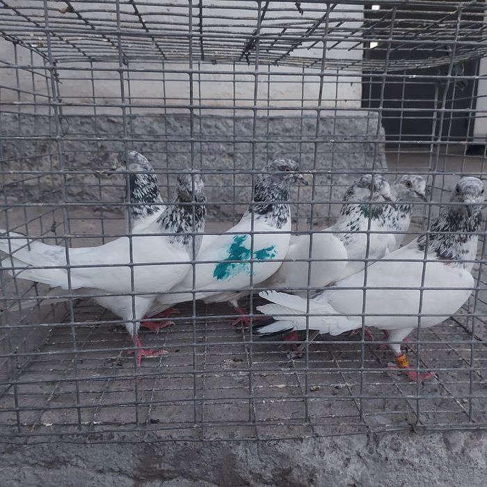 Пакистан летные 3 4 5 6 час и болше