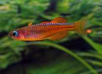 Guppy Platy Rasbora xifo și pentru nano..